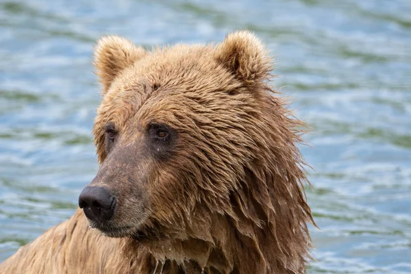 Portrat Alaskan Brown Bear Fishing Salmon Mikfik Creek Mcneil River — Stock Photo, Image