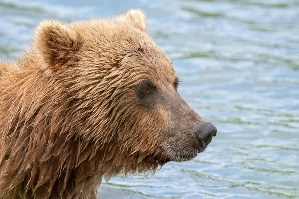 Portrat Alaskan Brown Bear Fishing Salmon Mikfik Creek Mcneil River — Stockfoto