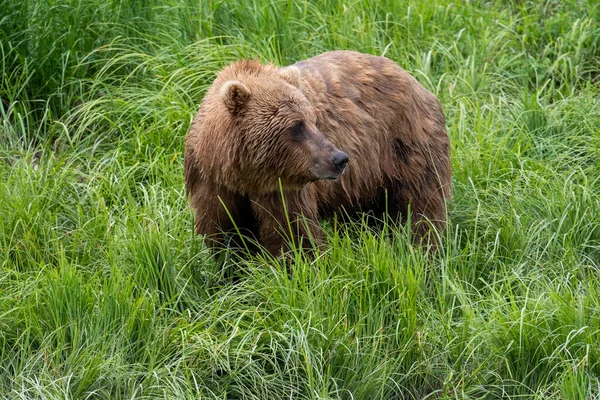 Alaskan Brown Bear Feeding Mcneil River State Game Sanctuary Refuge — Stockfoto