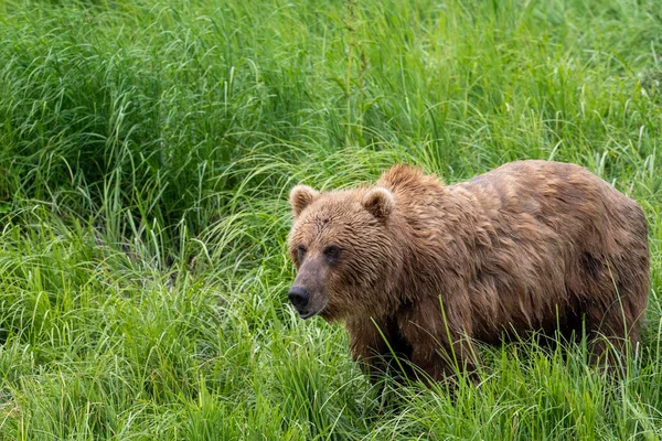 Orso Bruno Dell Alaska Che Nutre Nel Santuario Rifugio Della — Foto Stock