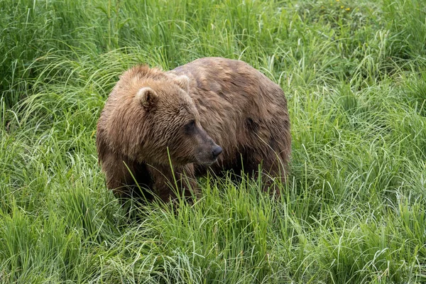 Alaskan Brown Bear Feeding Mcneil River State Game Sanctuary Refuge — Stok fotoğraf
