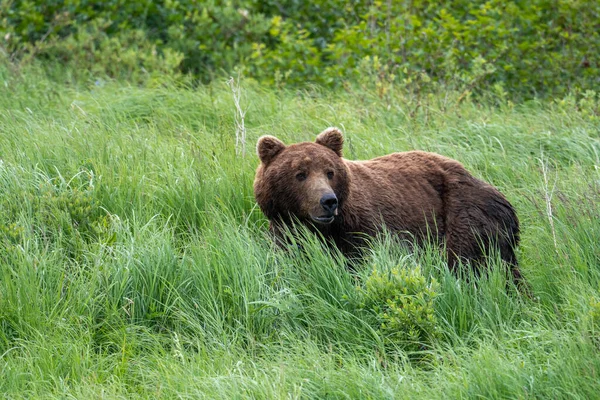 Кормление Бурого Медведя Аляске Заповеднике Убежище Реке Макнил — стоковое фото