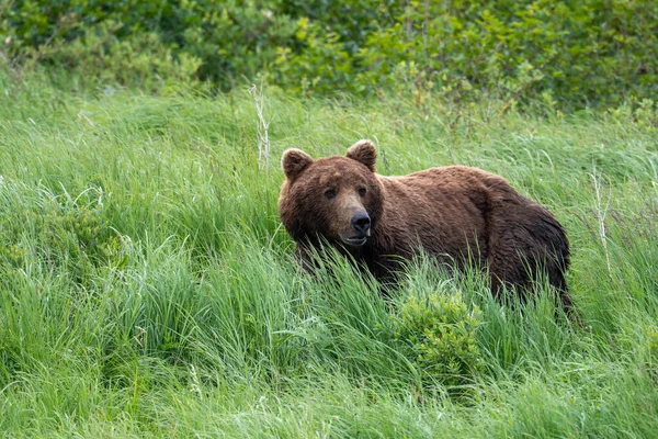 Orso Bruno Dell Alaska Che Nutre Nel Santuario Rifugio Della — Foto Stock