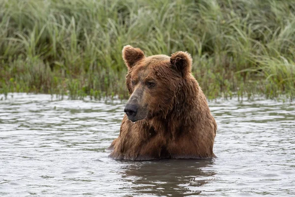 Alaskan Brown Bear Fishing Salmon Mikfik Creek Mcneil River State — Foto de Stock