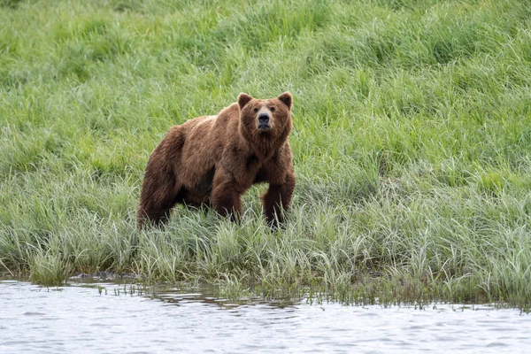 Alaskan Brown Bear Feeding Mcneil River State Game Sanctuary Refuge — Stockfoto