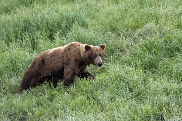 Alaskan Brown Bear Feeding Mcneil River State Game Sanctuary Refuge — Foto de Stock