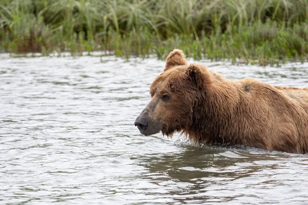 Alaskan Bear Fish Salmon Mikfik Creek Mcneil River State Game — стокове фото