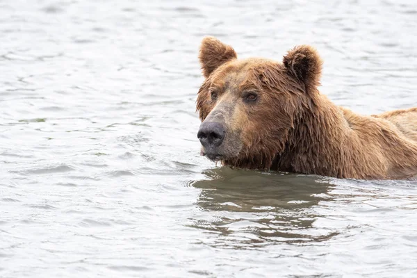 Alaskan Brown Bear Fishing Salmon Mikfik Creek Mcneil River State — Stockfoto