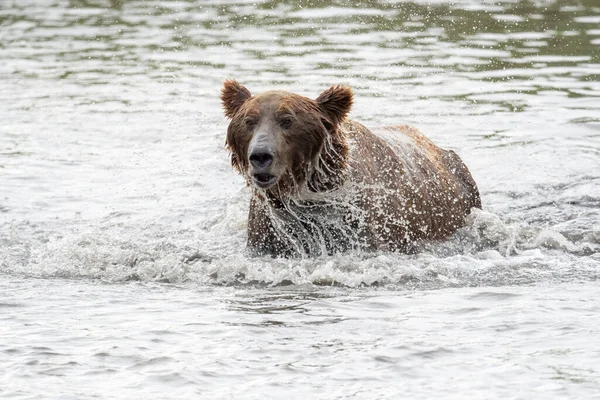 Alaskan Brown Bear Fishing Salmon Mikfik Creek Mcneil River State — Stock fotografie