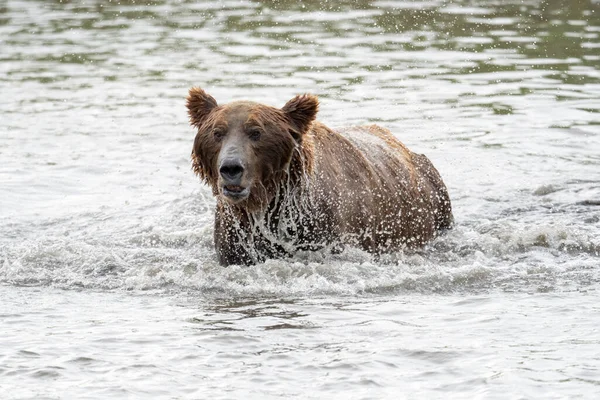 Alaskan Brown Bear Fishing Salmon Mikfik Creek Mcneil River State — Stock fotografie