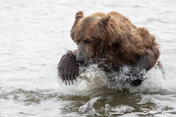 Aljaška Hnědý Medvěd Výpad Snaze Chytit Lososa Mikfik Creek Mcneil — Stock fotografie