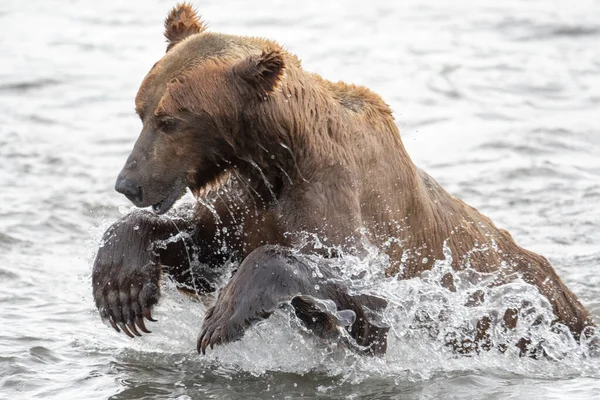 Alaskan Brown Bear Lunging Attempt Catch Salmon Mikfik Creek Mcneil — стоковое фото