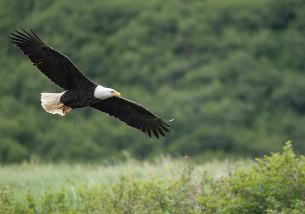 Bald Eagle Flight Mcneil River State Game Sanctuary Refuge Alaska — Stockfoto