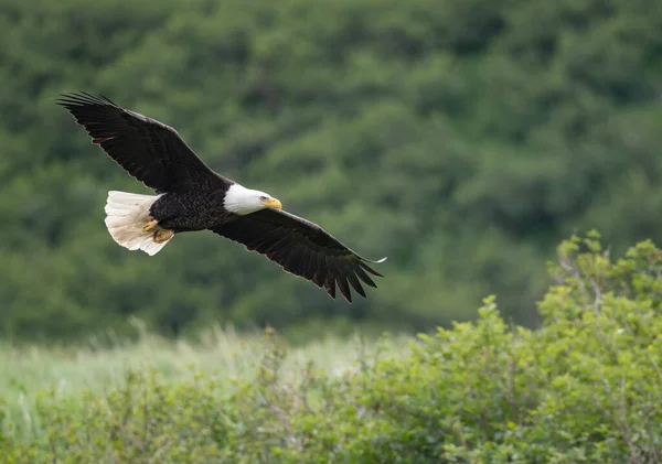 Bald Eagle Flight Mcneil River State Game Sanctuary Refuge Alaska —  Fotos de Stock