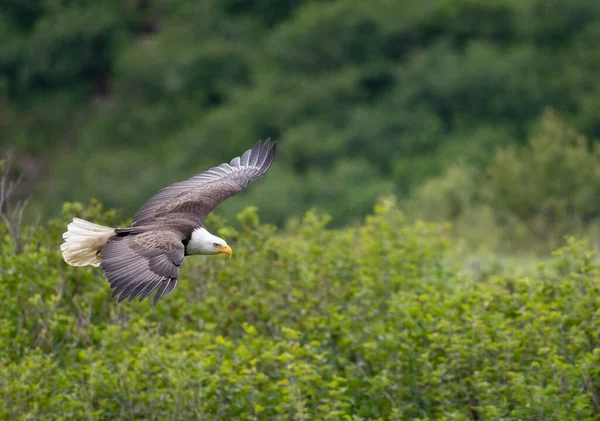 Bald Eagle Flight Mcneil River State Game Sanctuary Refuge Alaska — Stockfoto