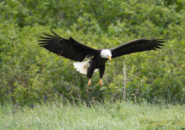 Bald Eagle Flight Mcneil River State Game Sanctuary Refuge Alaska — Stockfoto