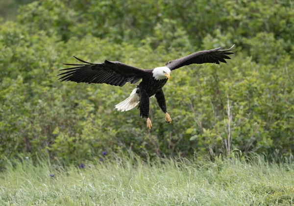 Bald Eagle Flight Mcneil River State Game Sanctuary Refuge Alaska — Stockfoto