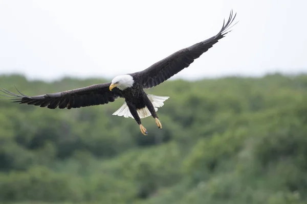 Bald Eagle Flight Mcneil River State Game Sanctuary Refuge Alaska — Stockfoto