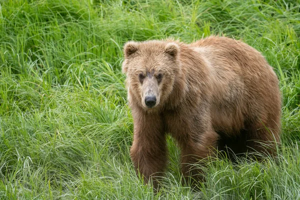 Sub Adult Alaskan Brown Bear Mcneil River State Game Sanctuary 免版税图库照片