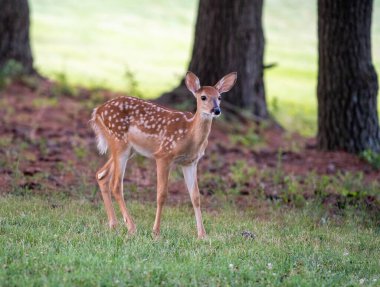 Beyaz kuyruklu geyik yavrusu açık bir çayırda benekleri olan yaz sabahı