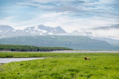 McNeil River Oyun Sığınağı 'ndaki Mikfik Deresi boyunca bir Alaska kahverengi ayısı.