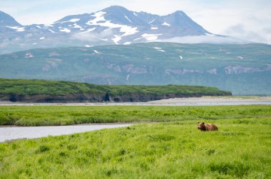 McNeil River Oyun Sığınağı 'ndaki Mikfik Deresi boyunca bir Alaska kahverengi ayısı.