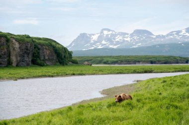 McNeil River Oyun Sığınağı 'ndaki Mikfik Deresi boyunca bir Alaska kahverengi ayısı.