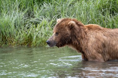 Alaska kahverengi ayısı Mikfik Deresi 'nde McNeil Nehri Eyalet Mabedi ve Sığınağı' nda yürüyor