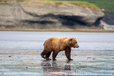 An Alaskan brown bear walks  across mudflats of Akumwarvik Bay in McNeil River State Game Sanctuary and Refuge.