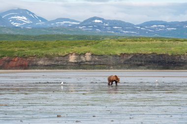 An Alaskan brown bear walks through the mudflats of Akumwarvik Bay in McNeil River State Game Sanctuary and Refuge.