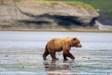 An Alaskan brown bear walks  across mudflats of Akumwarvik Bay in McNeil River State Game Sanctuary and Refuge.