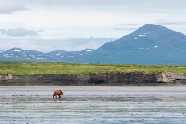 An Alaskan brown bear walks through the mudflats of Akumwarvik Bay in McNeil River State Game Sanctuary and Refuge.