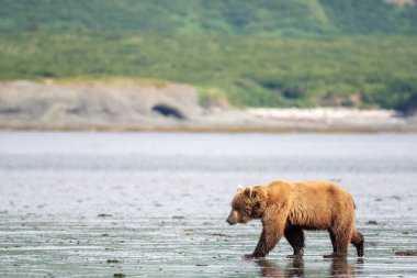 An Alaskan brown bear walks  across mudflats of Akumwarvik Bay in McNeil River State Game Sanctuary and Refuge.