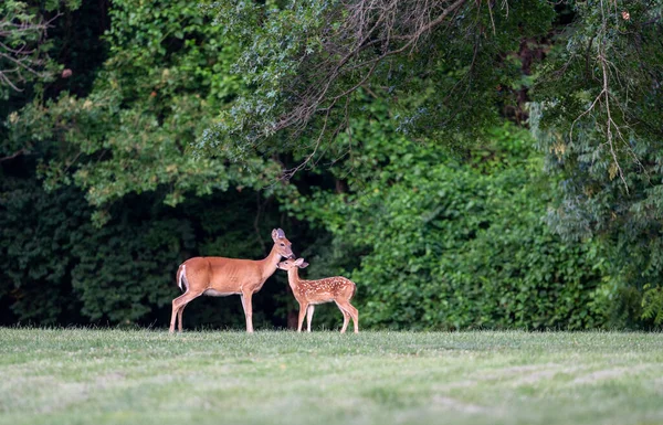White Tailed Deer Fawn Spots Doe Open Meadow Summer Morning — Photo