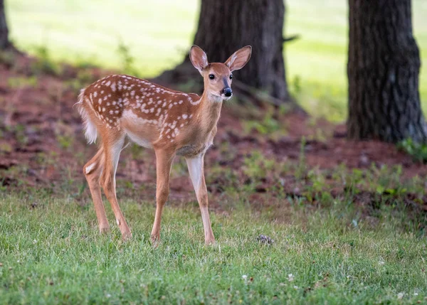 White Tailed Deer Fawn Spots Open Meadow Summer Morning — Stock fotografie