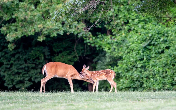 White Tailed Deer Fawn Spots Doe Open Meadow Summer Morning — Stockfoto