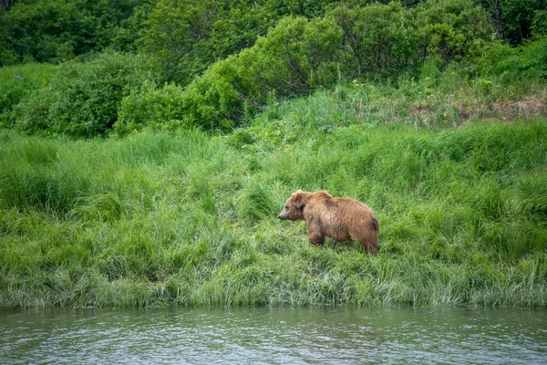 Alaskan Brown Bear Walking High Vegetation Mcneil River State Game — Stock Photo, Image