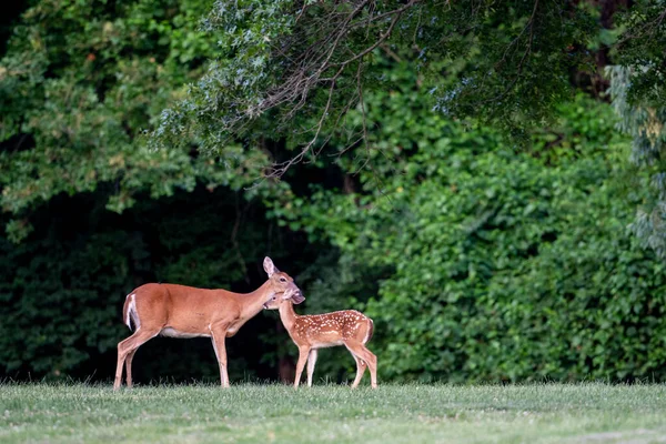 White Tailed Deer Fawn Spots Doe Open Meadow Summer Morning — Foto de Stock