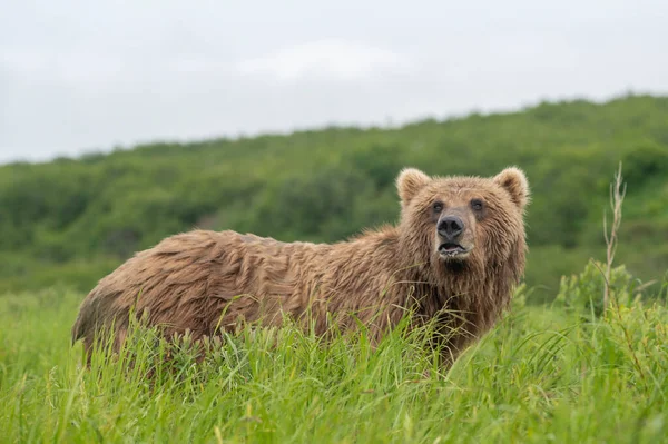 Alaskan Brown Bear Feeding Mcneil River State Game Sanctuary Refuge — Stock fotografie