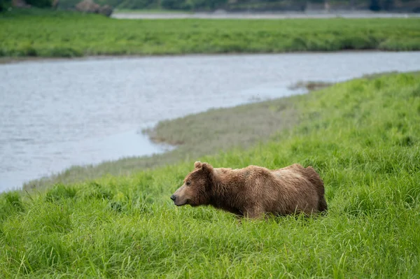 Alaskan Brown Bear Mikfik Creek Mcneil River Game Sanctuary Refuge — ストック写真