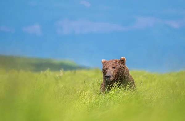 Alaskan Brown Bear Moving Trail Mcneil River State Game Santuary — Stock Photo, Image