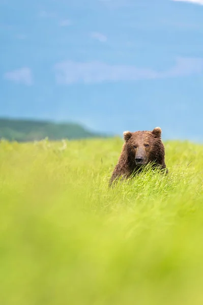 Alaskan Brown Bear Moving Trail Mcneil River State Game Santuary — Stock Photo, Image