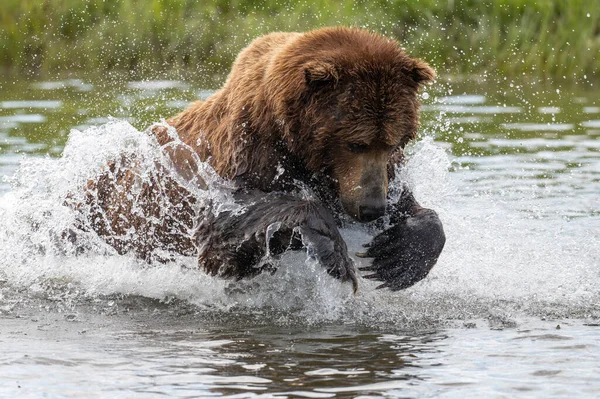 Alaskan Brown Bear Lunging Attempt Catch Salmon Mikfik Creek Mcneil — Stock Photo, Image