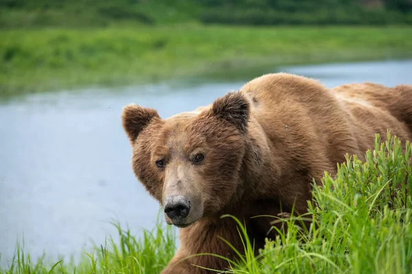 Alaskan Brown Bear Walking Shore Mikfik Creek Mcneil River State — Foto de Stock