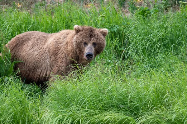 Alaskan Brown Bear Green Sedge Mcneil River State Game Sanctuary — ストック写真