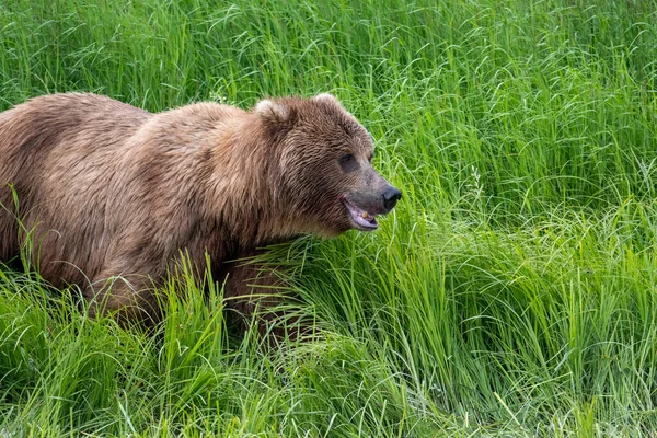 Alaskan Brown Bear Green Sedge Mcneil River State Game Sanctuary — Stok fotoğraf