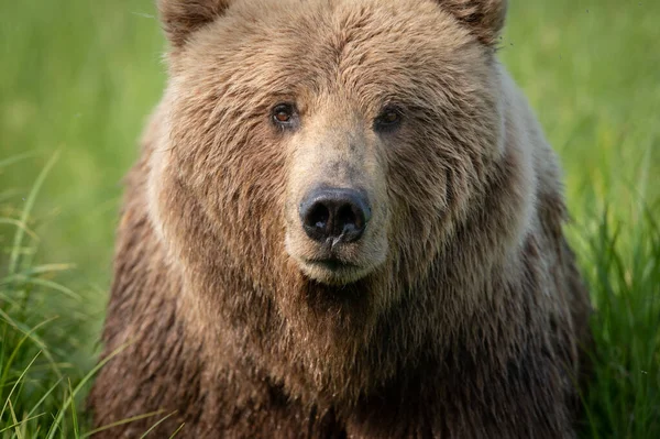 Portrait Alaskan Brown Bear Walking Field Mcneil River State Game — Fotografia de Stock