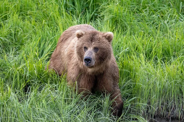 Alaskan Brown Bear Green Sedge Mcneil River State Game Sanctuary — Stockfoto