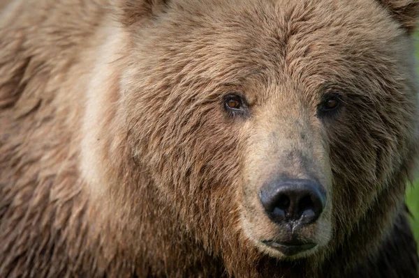 Portrait Alaskan Brown Bear Walking Field Mcneil River State Game — Stockfoto