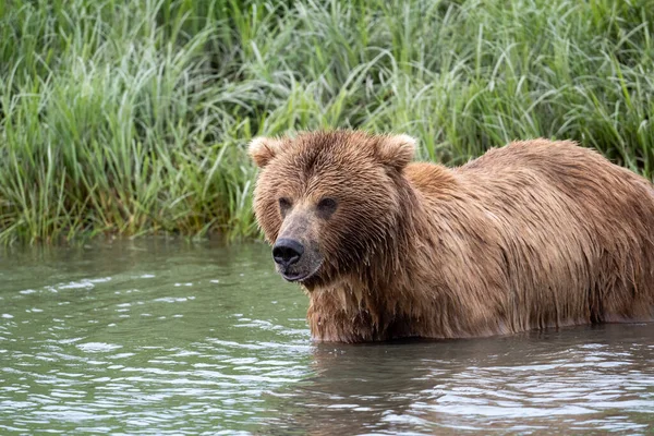 Alaskan Brown Bear Wading Mikfik Creek Mcneil River State Game — Foto Stock